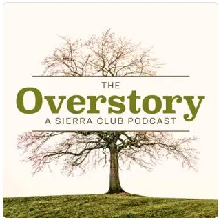 The Overstory